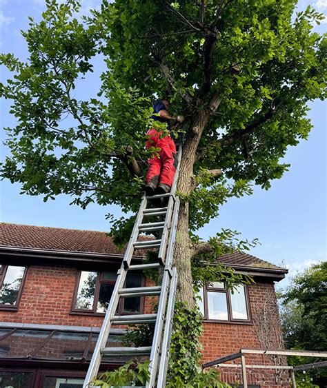 Our Tree Services .